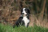 BEARDED COLLIE 328
